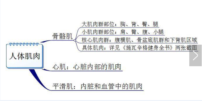 你真的認(rèn)識你身體的肌肉嗎？